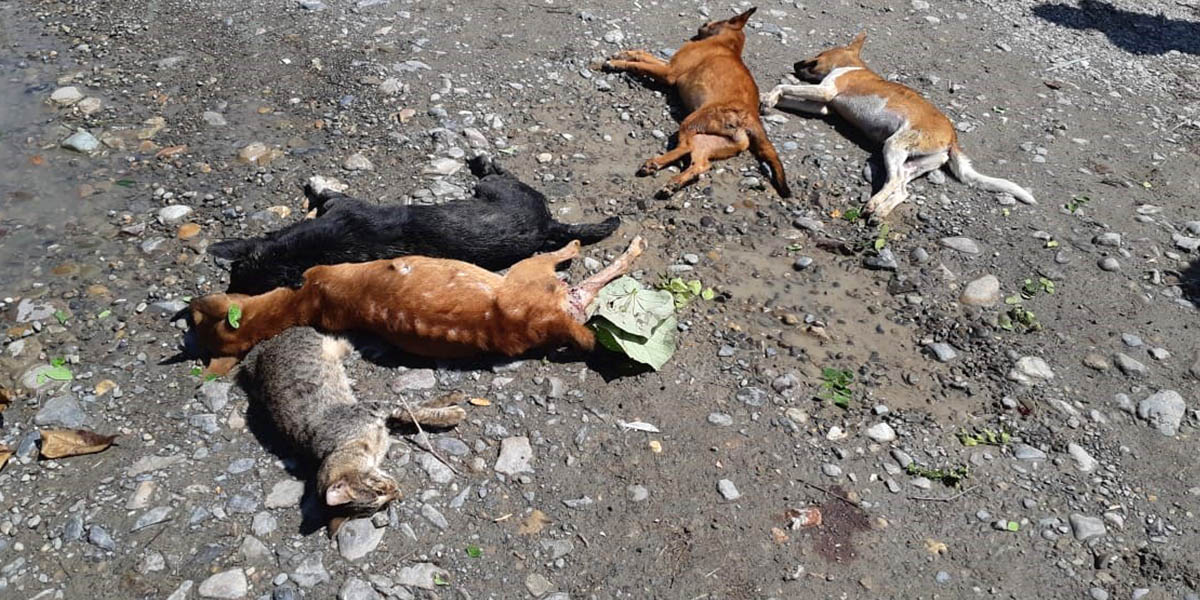 teganya-orang-yang-racuni-anjing-anjing-peliharaan-warga-di-sp5-timika